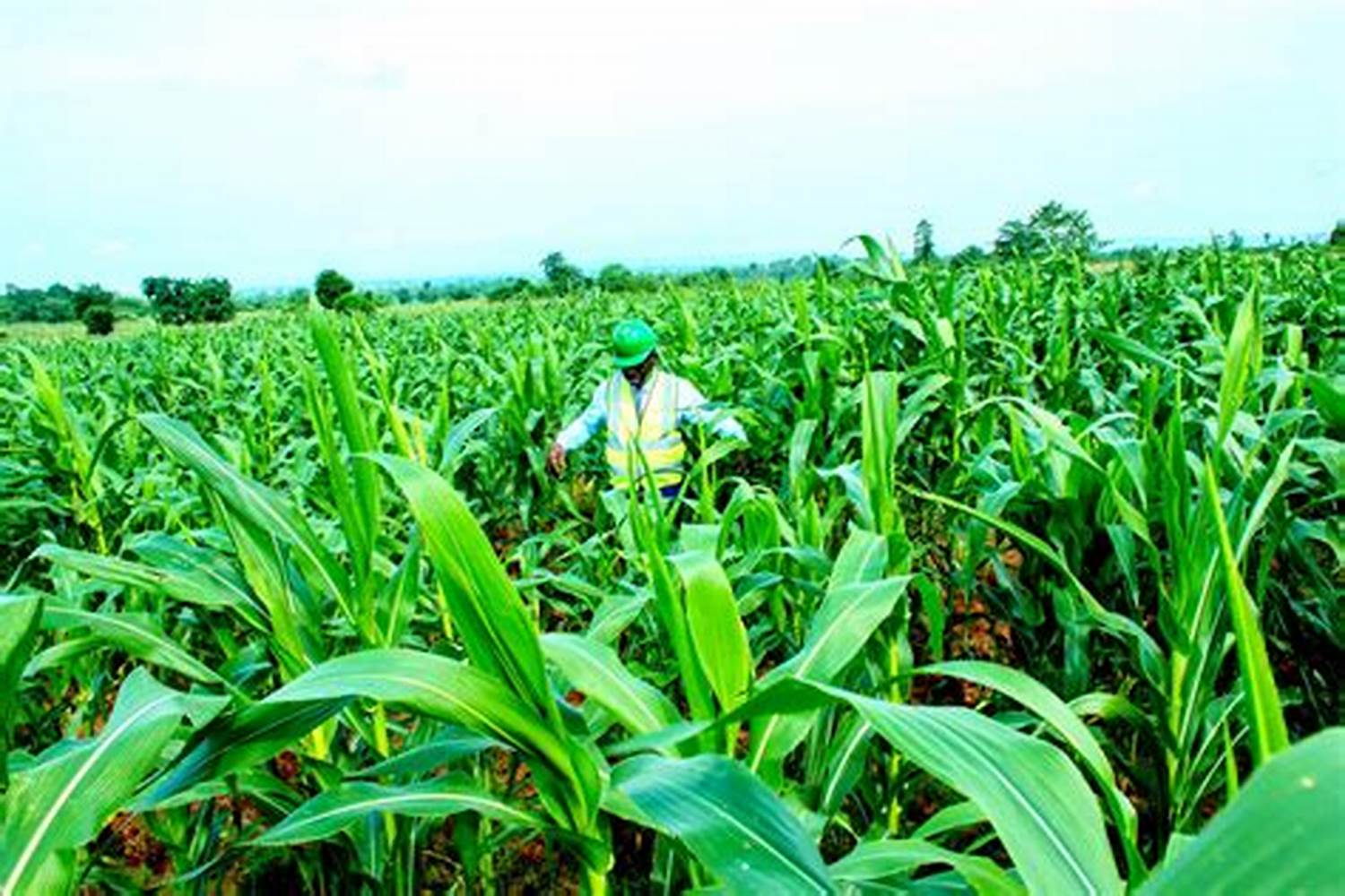 Harvesting Fresh Produce at Genuine Farms